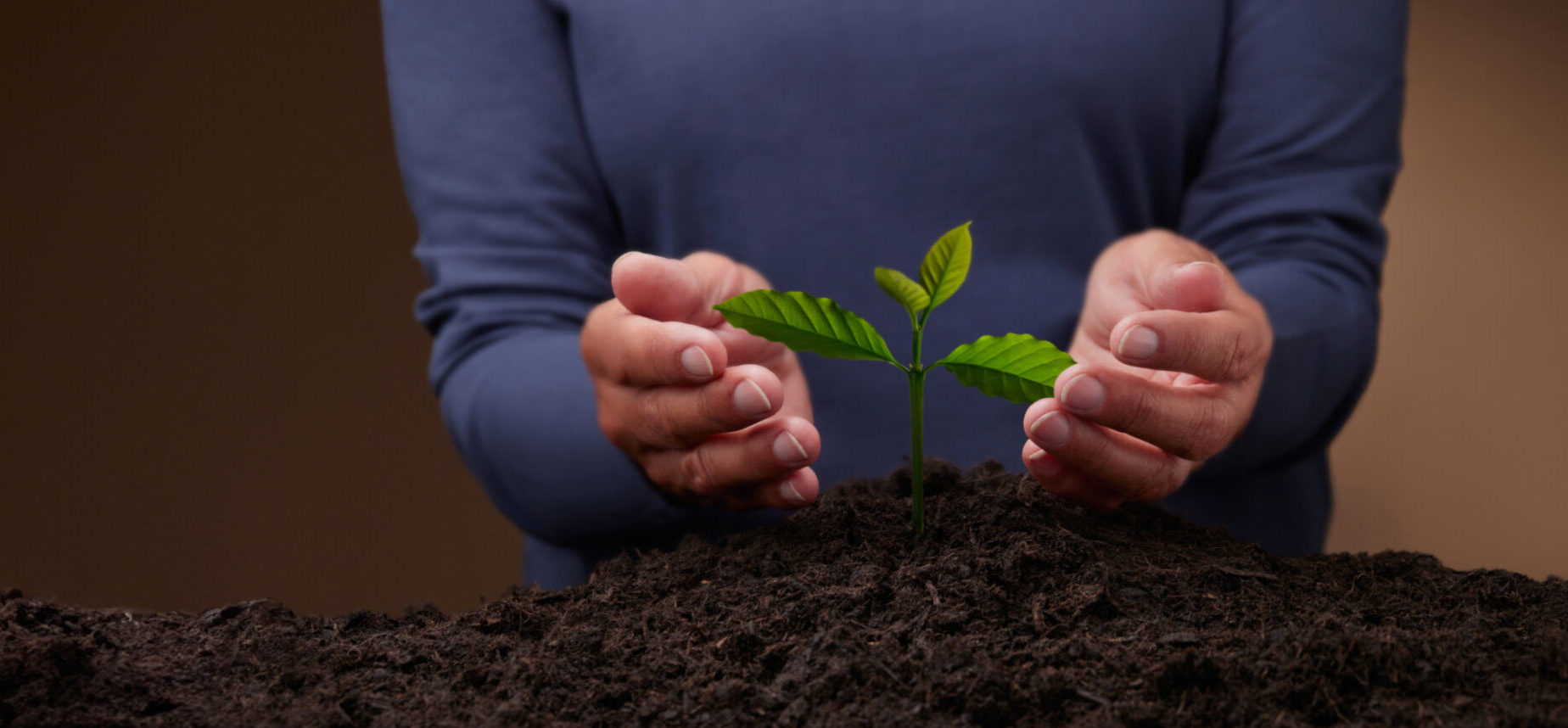 Zwei Hände umfassen eine junge Pflanze